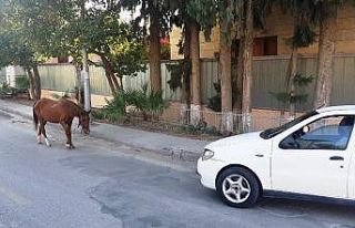 Bodrum’da başıboş at trafiği birbirine kattı