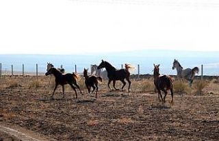 Bozkırın ortasında şampiyon yarış atları yetiştiriliyor