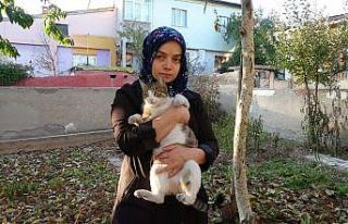 Bu evde 60 kedi yaşıyor