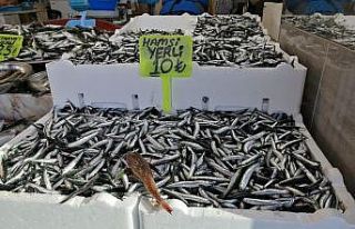 Bu hamsinin ‘Doğum yeri Rize’