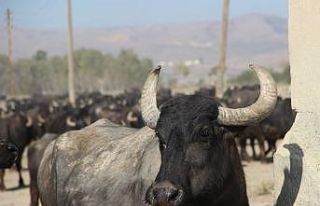 Bu köyde kişi başına iki manda düşüyor
