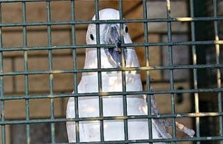 Bu papağanı duyan kulaklarına inanamıyor