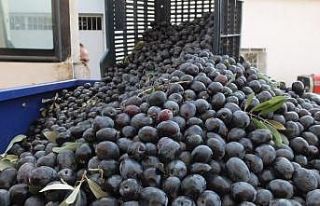 Burhaniye’de Gemlik Zeytini dikimi arttı