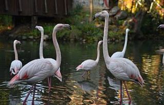 Bursa Hayvanat Bahçesi 22 yaşında