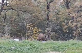 Bursa’da yabani hayvanlar şehre indi