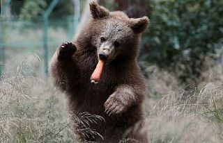 Bursa’daki yavru ayılara özel beslenme programı
