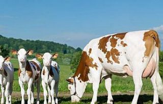 Büyükbaş ve küçükbaş hayvanların kayıt altına...