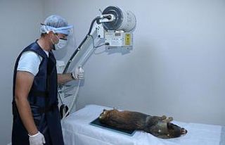 Büyükşehir 10 ayda 6 bin köpeği tedavi etti