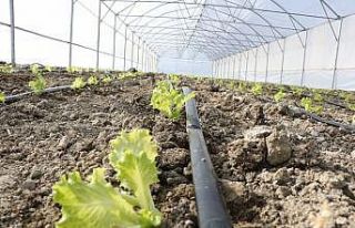 Büyükşehir destekli seralarda üretim devam ediyor