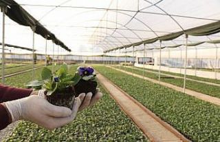 Büyükşehir kendi ürettiği çiçeklerle Aydın’ı...