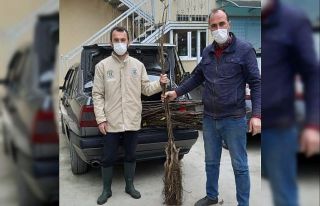 Büyükşehir’den 2 bin ceviz fidanı desteği