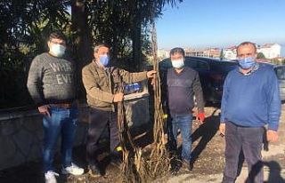 Büyükşehirden Yakaket’te bin 500 adet ceviz fidesi