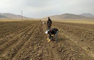 Çaldıran Belediyesinin ektiği patatesin hasadına...