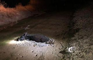 Çamura saplanan eşeği itfaiye kurtardı