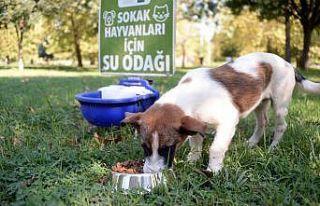 Can dostlar güvenli ellerde