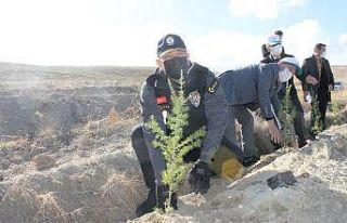 Çankırı’da 73 bin fidan toprakla buluşturuldu