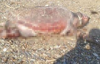 Caratta Caretta boynunda iple sahile vurdu