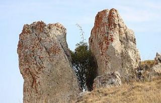 Çatlayan kaya arasında ağaç büyüdü