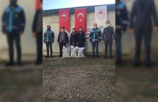 Çavdarhisar’da 4 bin kilogram ’’Macar Fiği...