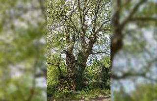 Çevre ve Şehircilik Bakanlığı, Sakarya’da 1061...