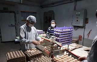 Çiftçilere bin 700 kilogram Macar fiği tohumu dağıldı.