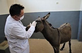 Çocukların oyuncağı olan gözleri görmeyen eşek,...