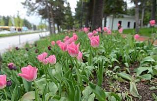 Çorum’da 160 bin lale ve sümbül toprakla buluşuyor