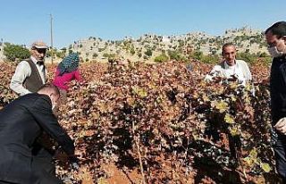 Çüngüş’te bağbozumu zamanı
