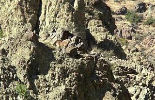 Dağ keçileri yoldan geçen sürücülerin ilgi odağı...