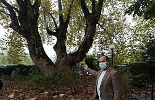 Dededen toruna miras kalan yaklaşık 500 yıllık...