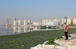 Deniz marulu, sahili yeşile bürüdü