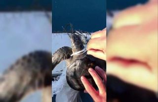 Denizdeki çöplere dolanan yavru caretta carettayı...