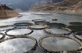 Denizi olmayan Gümüşhane’den Somon ihraç ediliyor