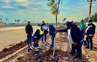 Didim Jakaranda ağaçları ile güzelleşiyor