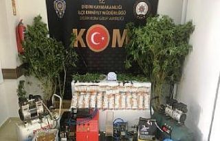 Didim’de 52 kök hint keneviri ele geçirildi