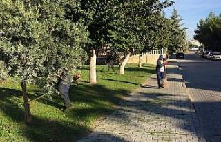 Didim’de yeşil alan çalışmaları devam ediyor