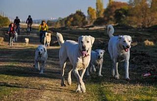 Doğa tutkunlarının yeni gözdesi “Akbaş Safari”