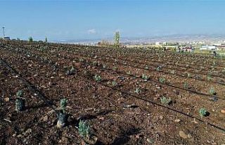Doğu Anadolu Bölgesi’nin en büyük lavanta bahçesi...