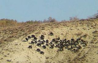 Domuz sürüsü köy yakınına indi