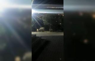 Domuz sürüsü üniversite içerisine girip yiyecek...