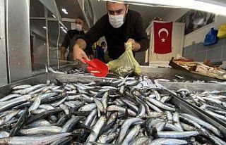 Düzce’de hamsi fiyatları 20 liraya kadar geriledi