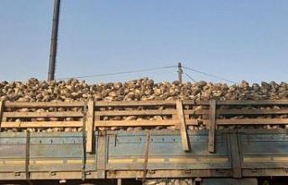 Düzce’de şeker pancarı hasadı başladı