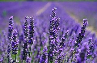 Düzce’de üretilen çiçekler ekonomiye katkı...