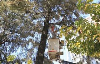 Efeler Belediyesi kentteki ağaçları buduyor