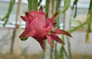 Ejder meyvesi üreticinin yüzünü güldürdü