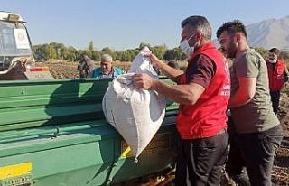 Elbistan Belediyesi, ata mirası siyez buğdayı üretecek
