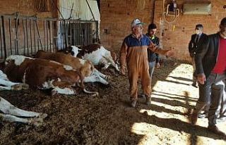 Elektrik akımına kapılan 9 büyükbaş hayvan telef...
