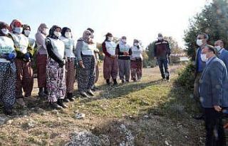 Emet’te bin badem ağacı toprakla buluştu