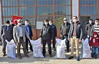 Emet’te üreticilere Macar fiği tohumu dağıtıldı