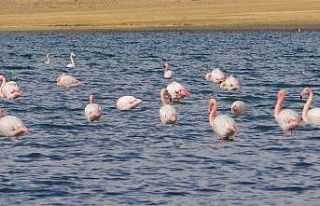 Erçek Gölü’nde flamingoların göç hazırlığı